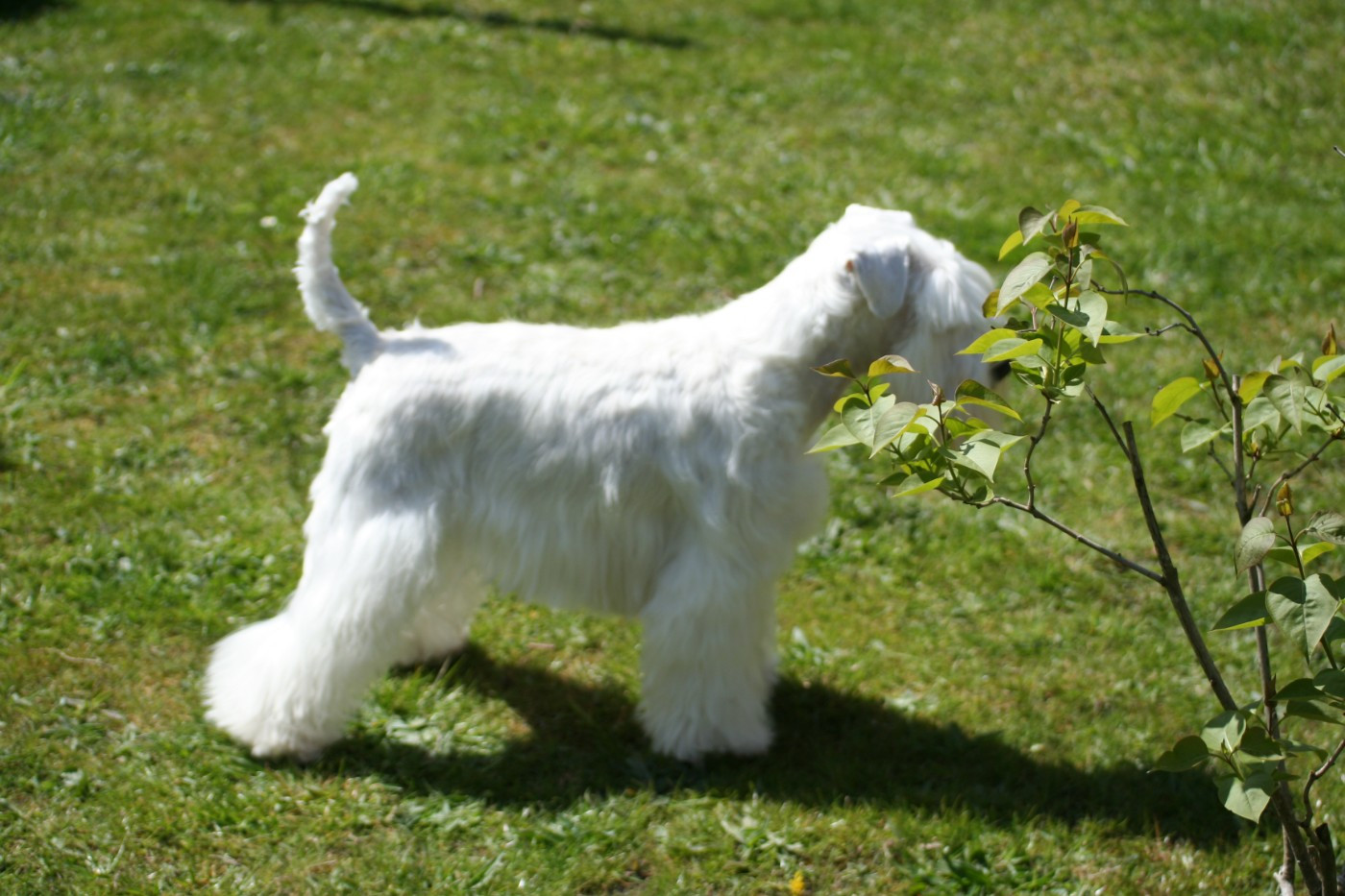 zara z bieleho domu (Sans Affixe)